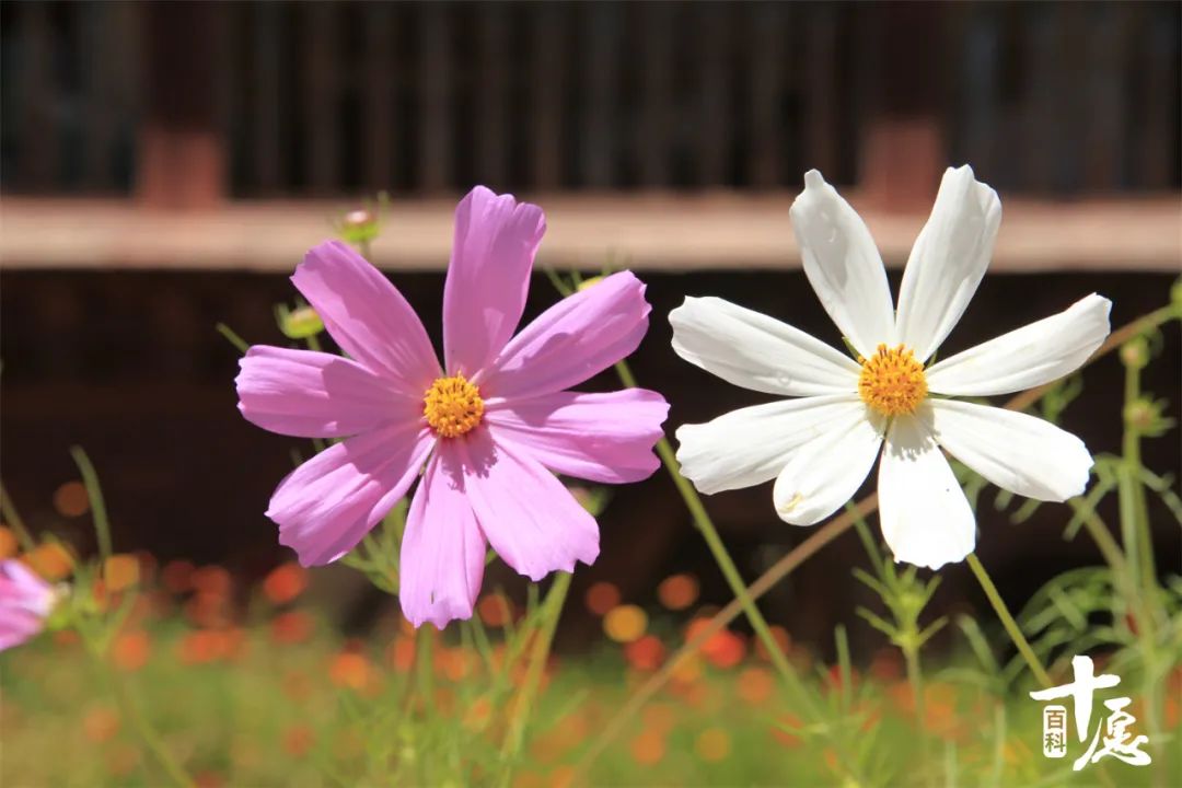 法云赏花小感：愿如花儿一般从容平淡