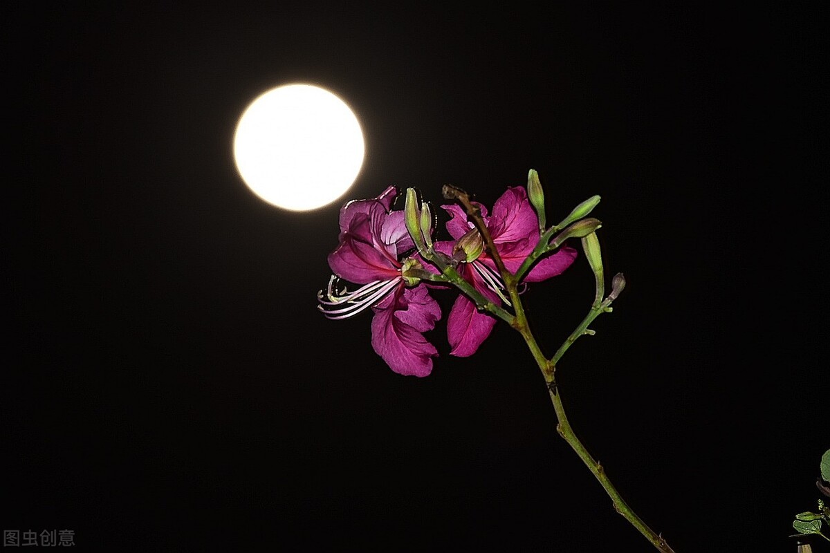做人的最高的境界是：花未全开月未圆