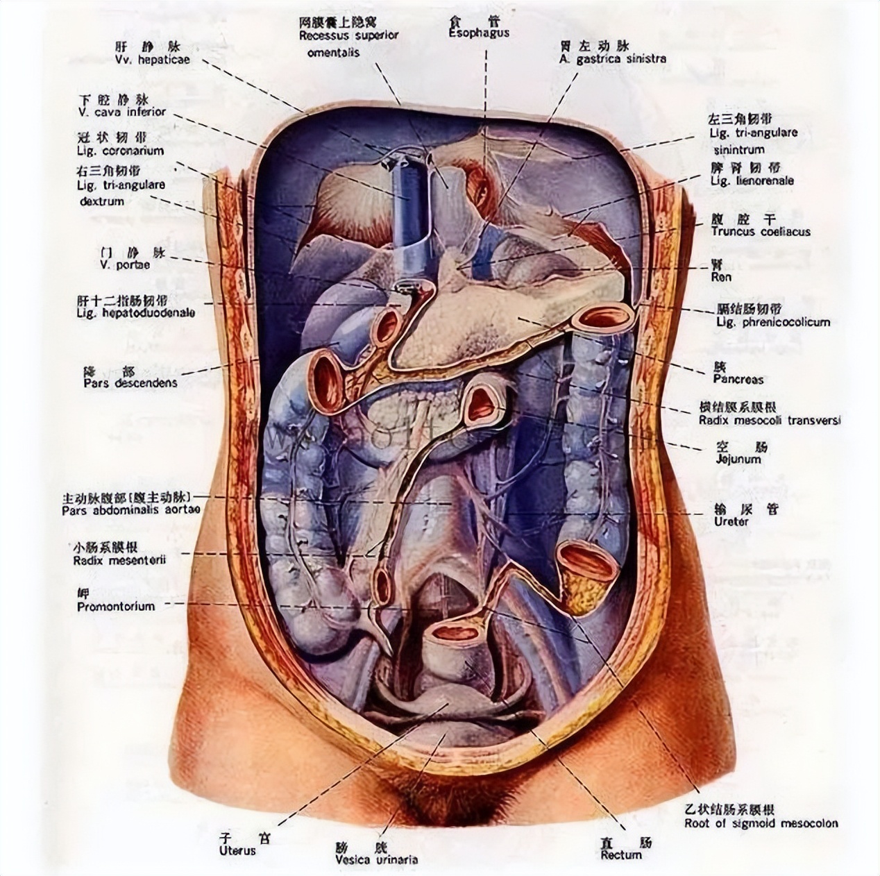 身体器官位置图片大全(肚子痛，到底是哪里痛？一张“腹部地图”，让你看得明明白白)