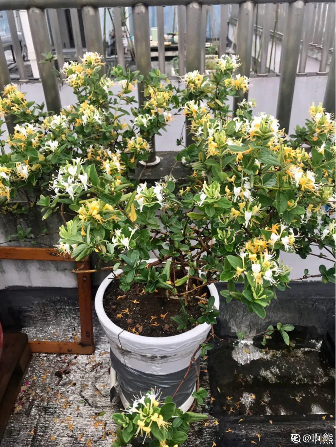 象征老人长寿的花（寓意老人健康长寿的花）