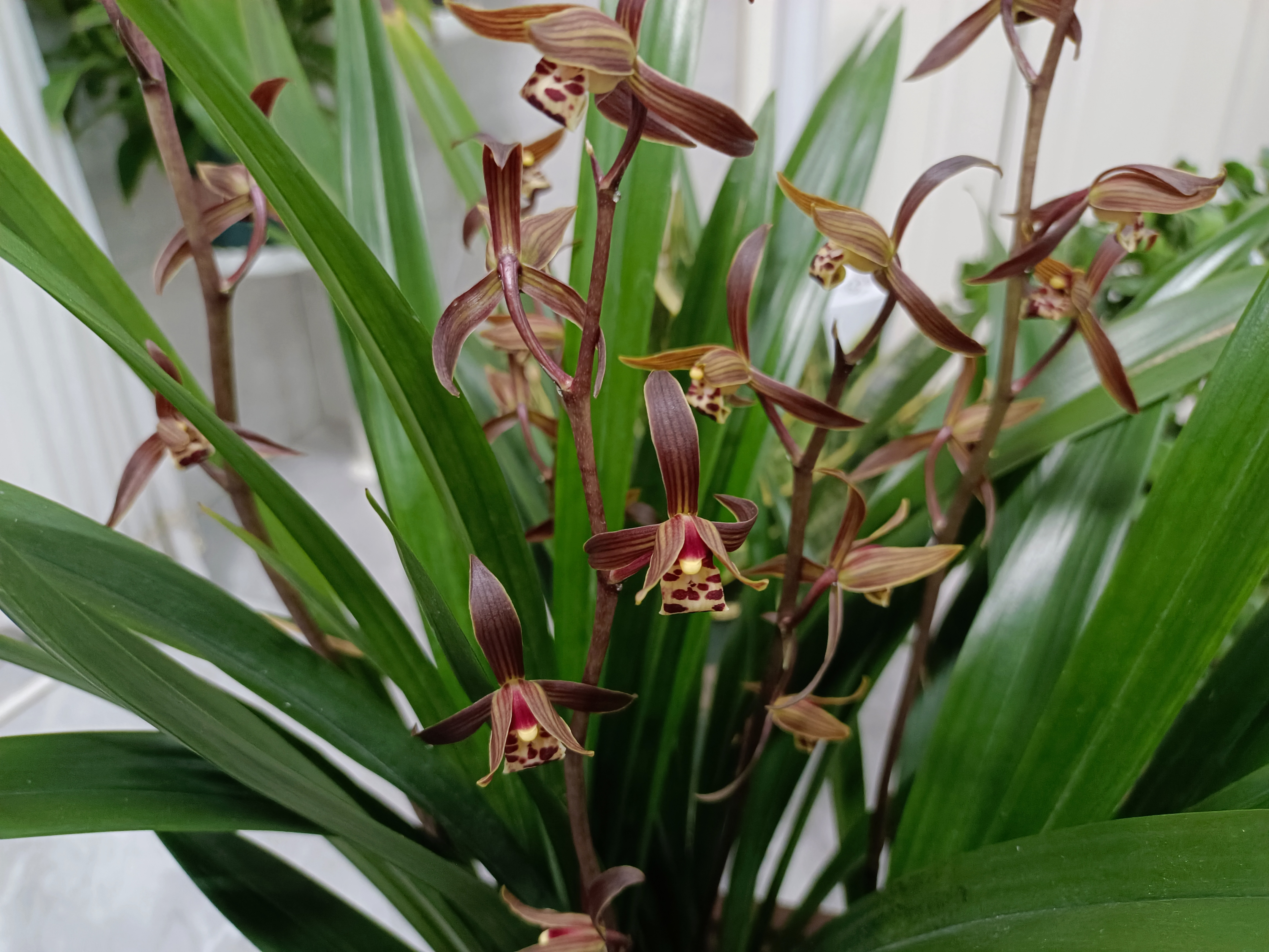 墨兰开花期养护有方法,花香浓,花期长,花后新芽萌发早