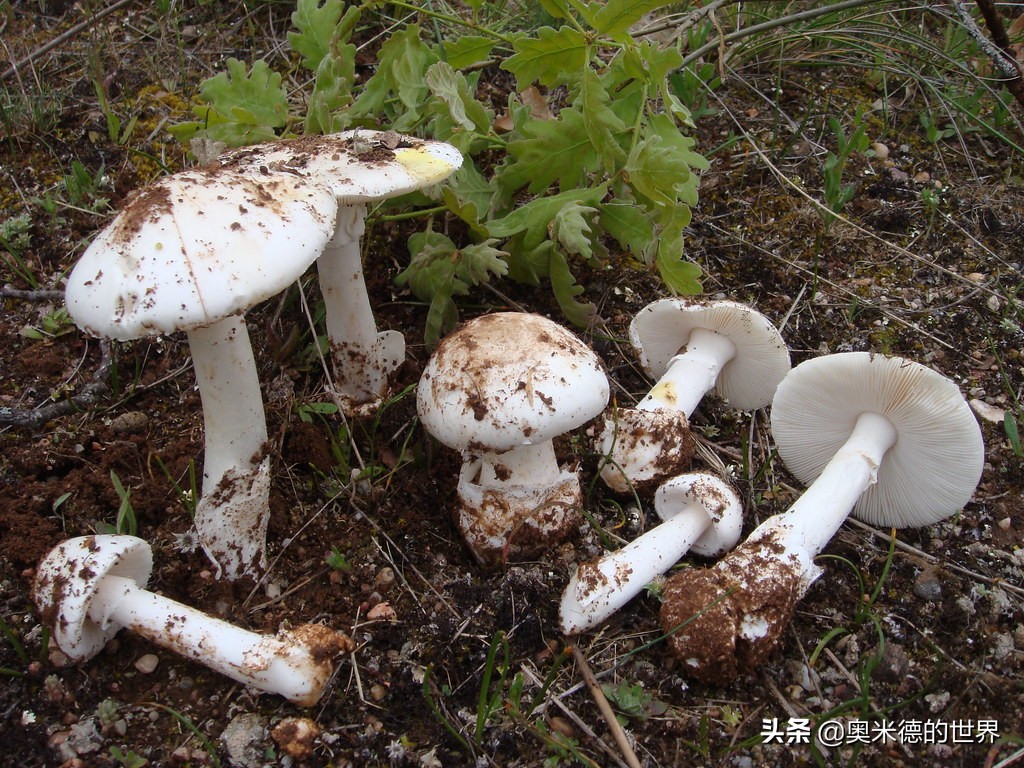 全世界最毒的十种蘑菇，中国最毒的蘑菇致命白毒伞上榜