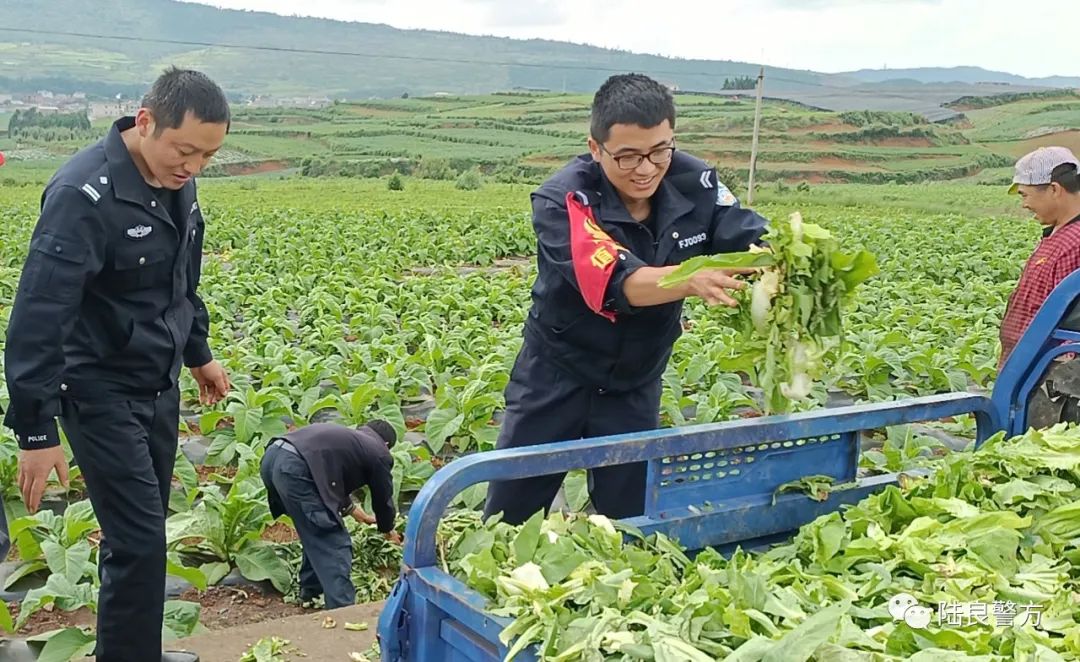 偶遇三轮车侧翻田间 民警出手暖心救助