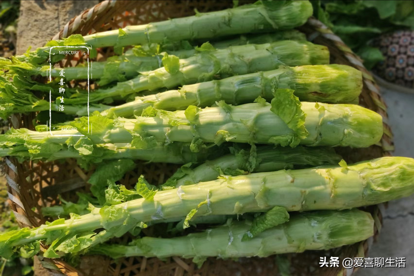 莴笋干的晒制方法（这菜晒干后比新鲜的还好吃）