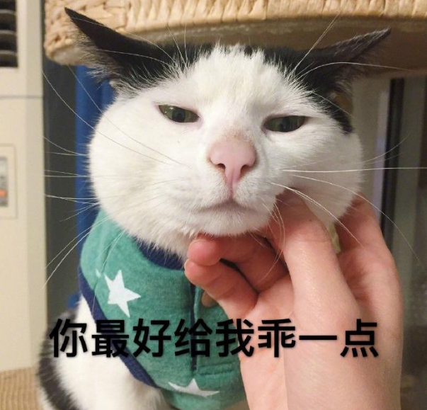 猫是杂食动物吗（20个养猫冷知识详细介绍）