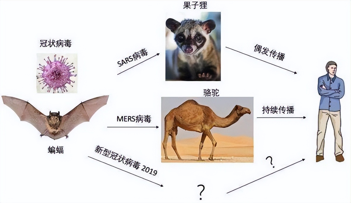 蝙蝠携带病毒上千种，包括冠状病毒，人类为何不消灭蝙蝠？