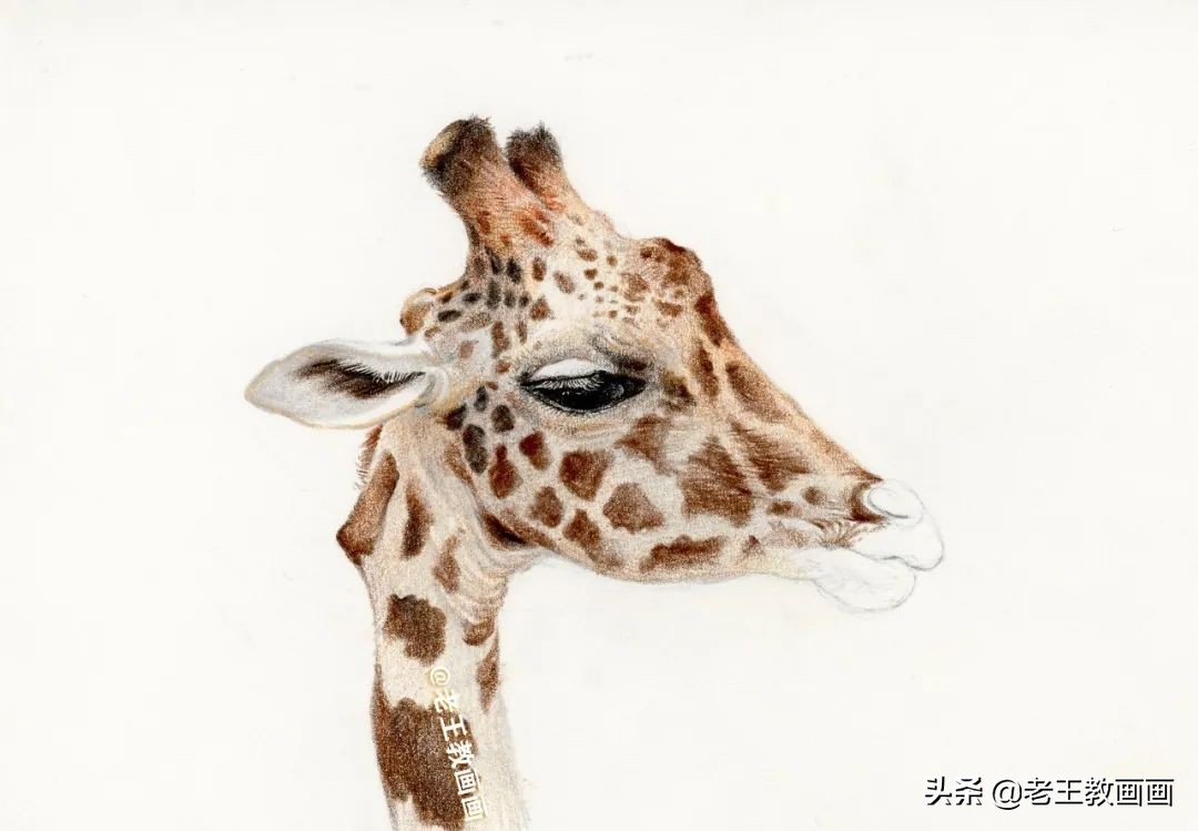 动物怎么画才生动？教你画一只长颈鹿