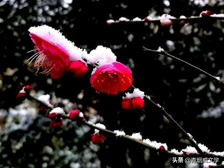 腊梅傲雪迎新春（五言六首）