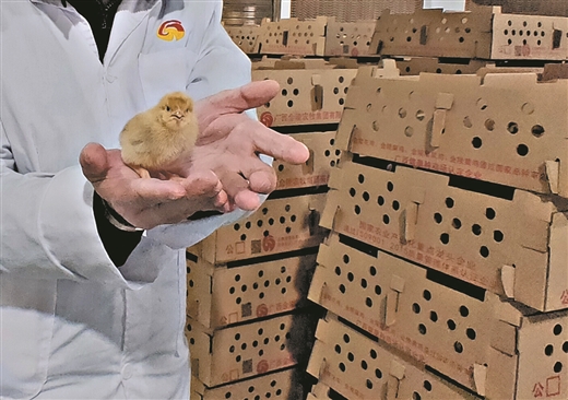 从种子源塑造肉鸡产业的优势--进入“金陵”集团国家地方鸡种基因库