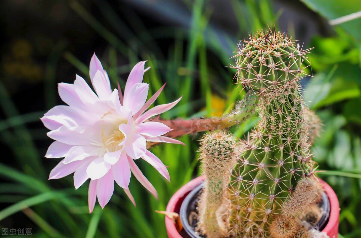 一花一深爱，花开国色天香，花落仪态万方，心有一束花爱情深似水