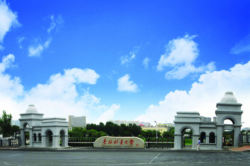 东北林业大学网络（艺术类招生100人）
