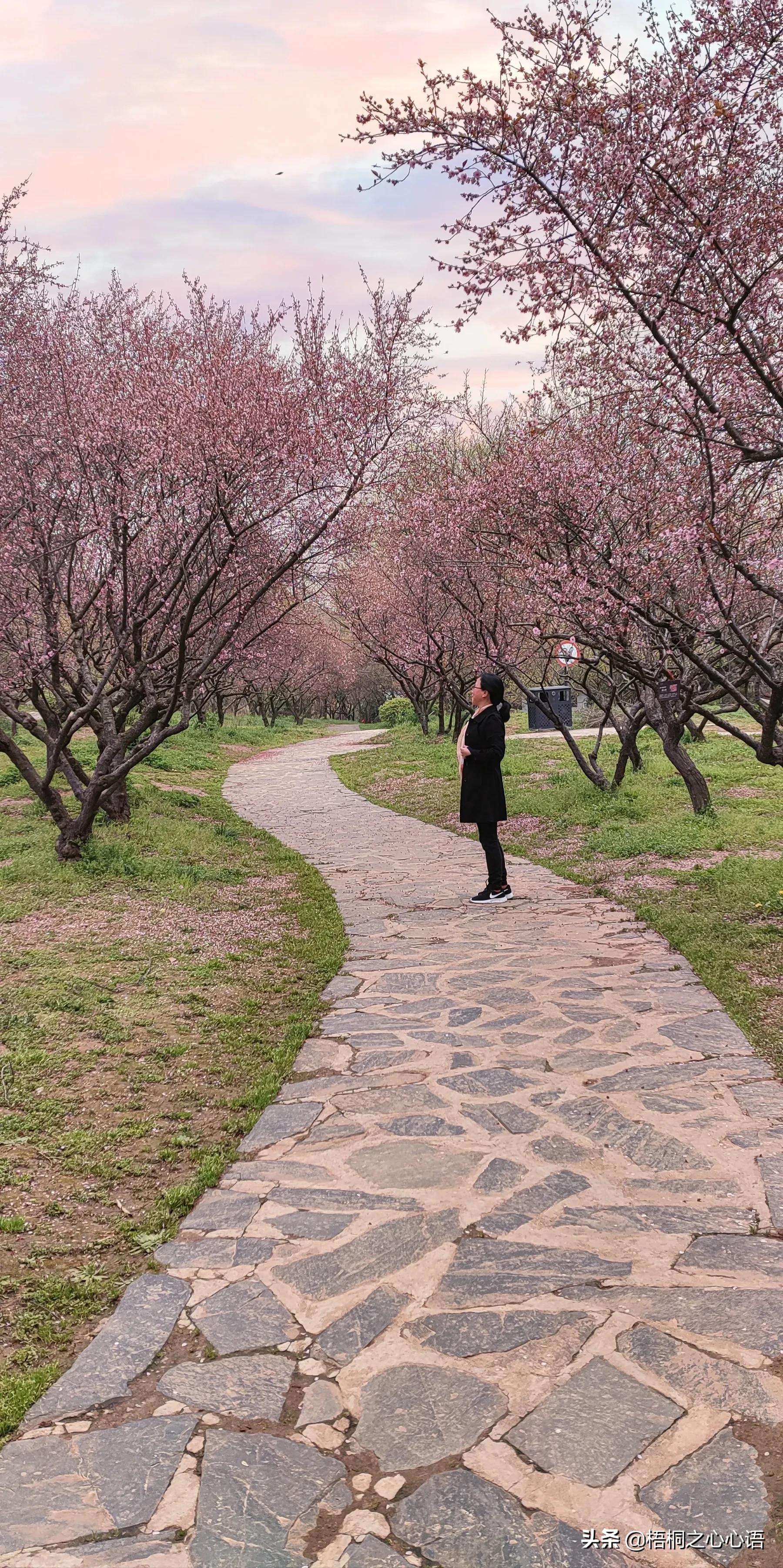 去年樱开时，那些漫妙记忆，此生许没再见时，存此让友情天长地久