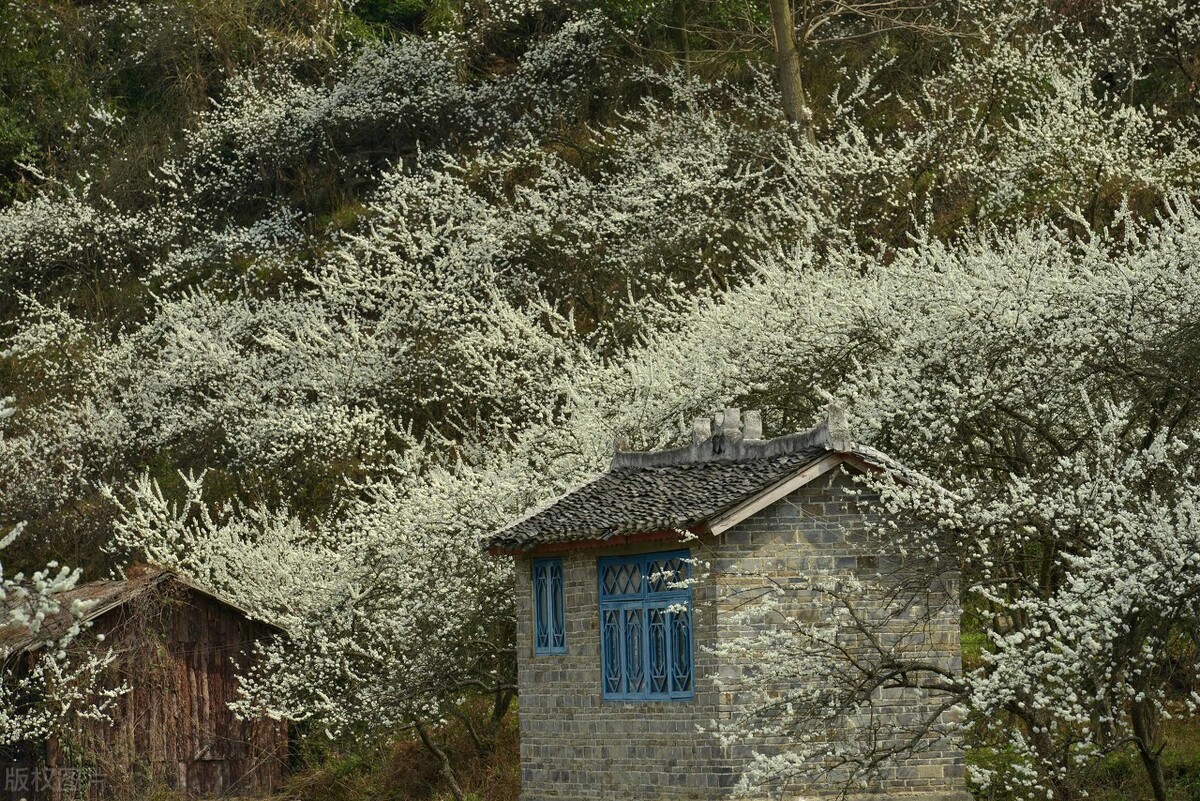 假如没有贵州，中国的春天就要凋零一半