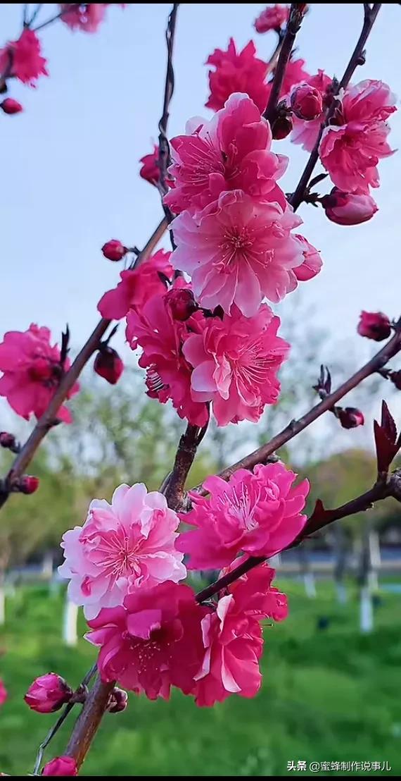 心如向阳，一路鲜花盛开，芬芳相随