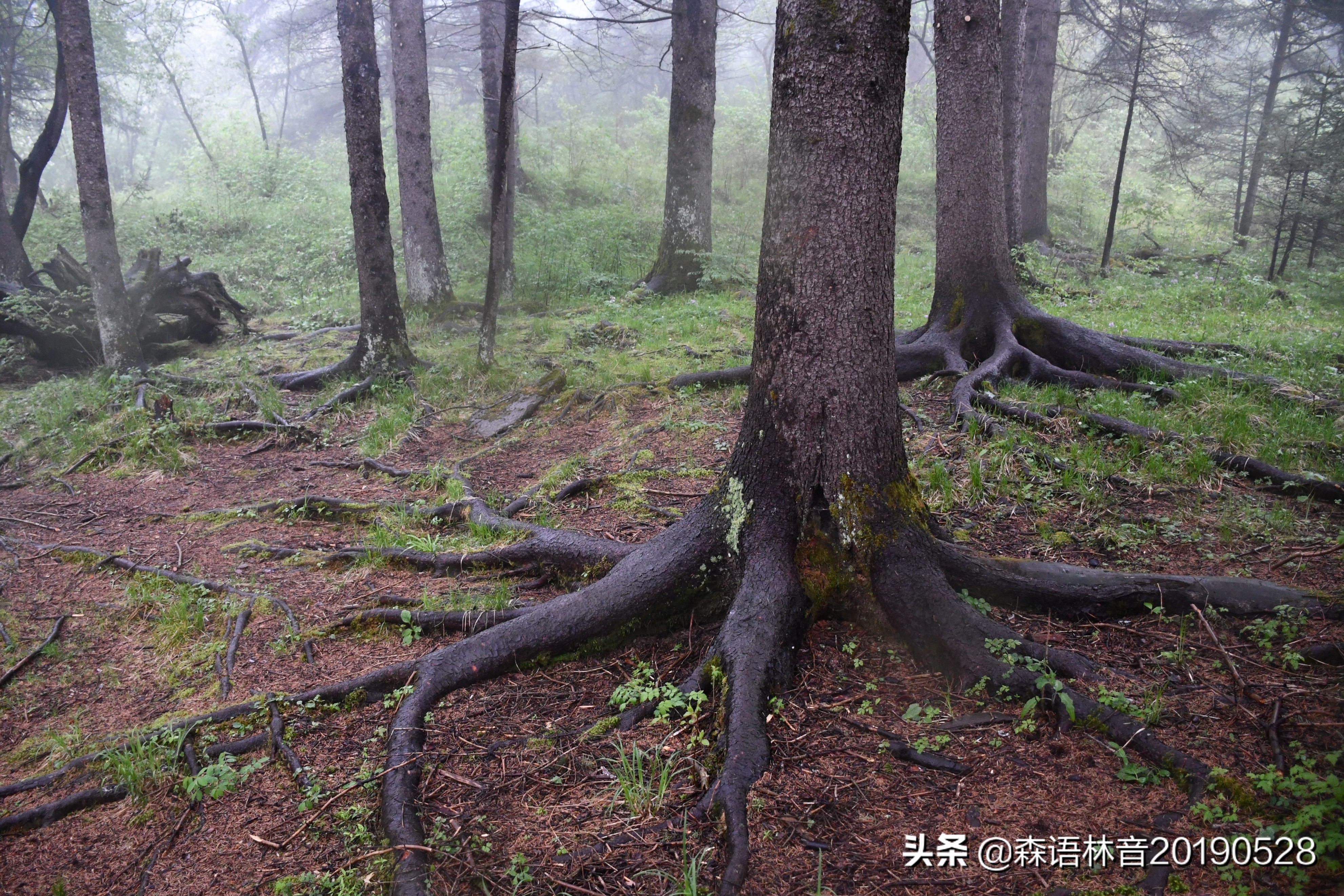 烟雨通天河 丹青水墨画——送你一个夏天“趣”通天河的理由