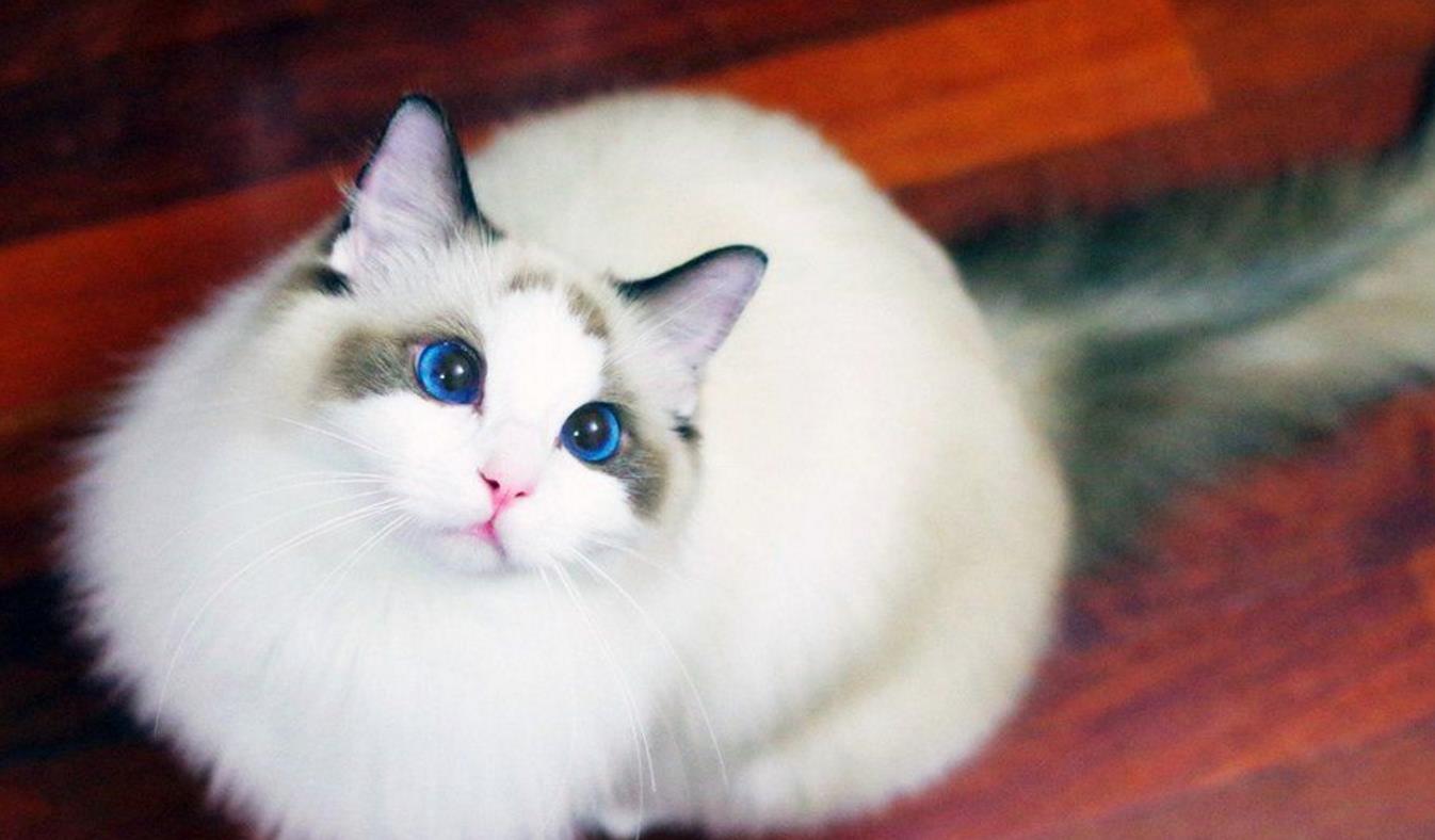布偶猫不好养？告诉你几大饲养小技巧
