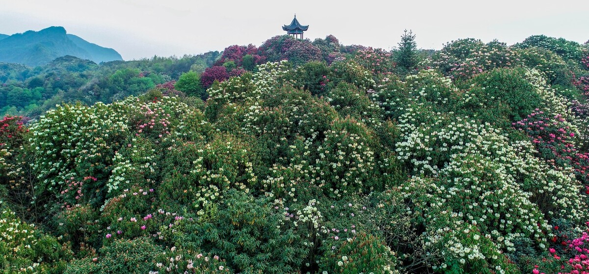 贵州大方百里杜鹃简介（最大的百里杜鹃的景区介绍）