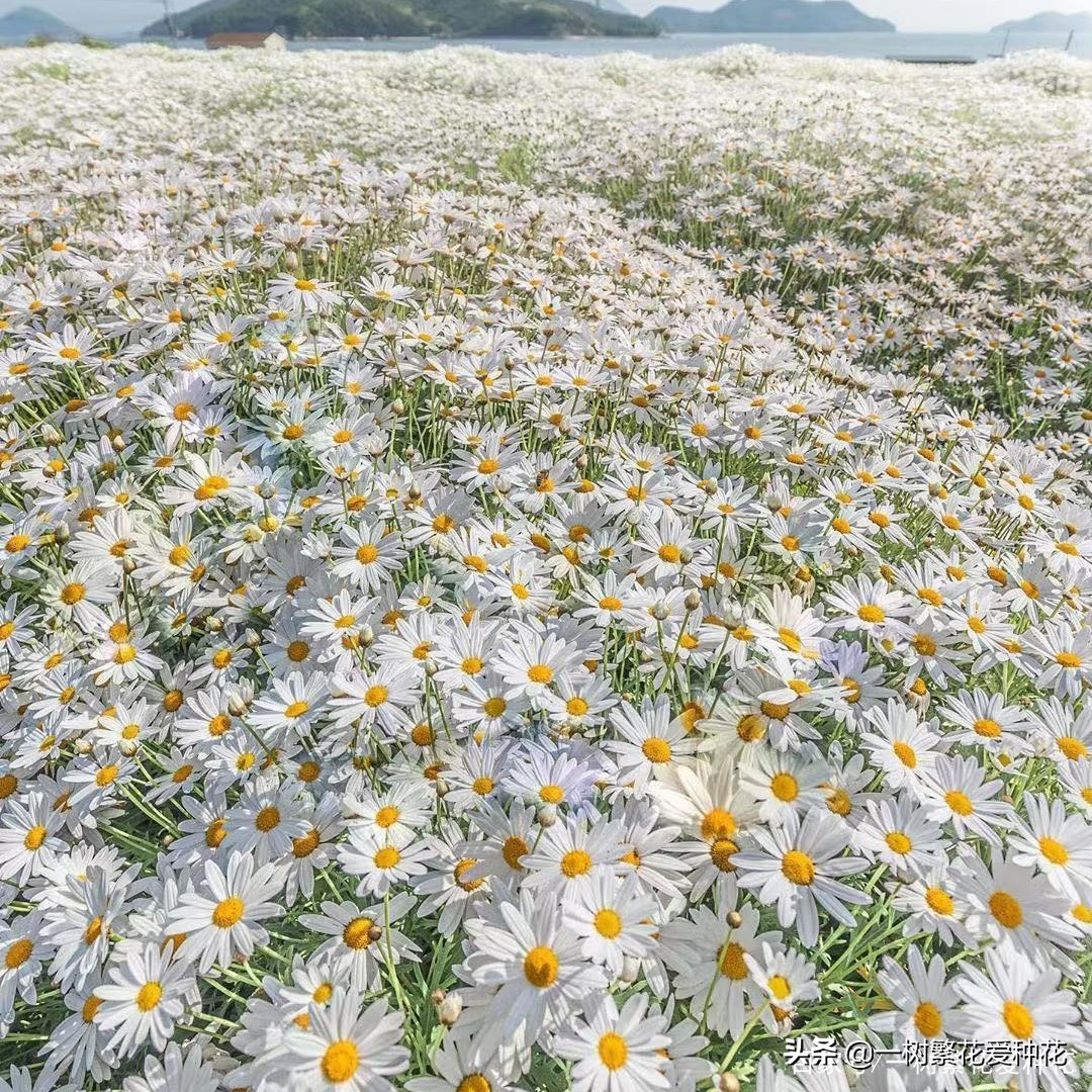 北方可以露地越冬的宿根花卉（30种不同宿根花卉盘点）