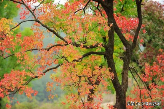 紫叶李简介（盘点15种适合庭院的彩叶植物）