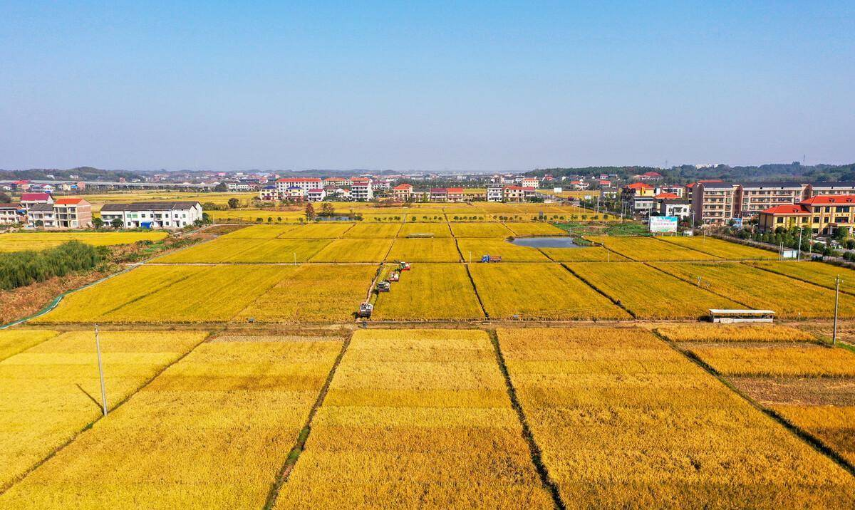 中美大豆战争：四大粮商合伙企图做空中国，不料却“兵败”中储粮