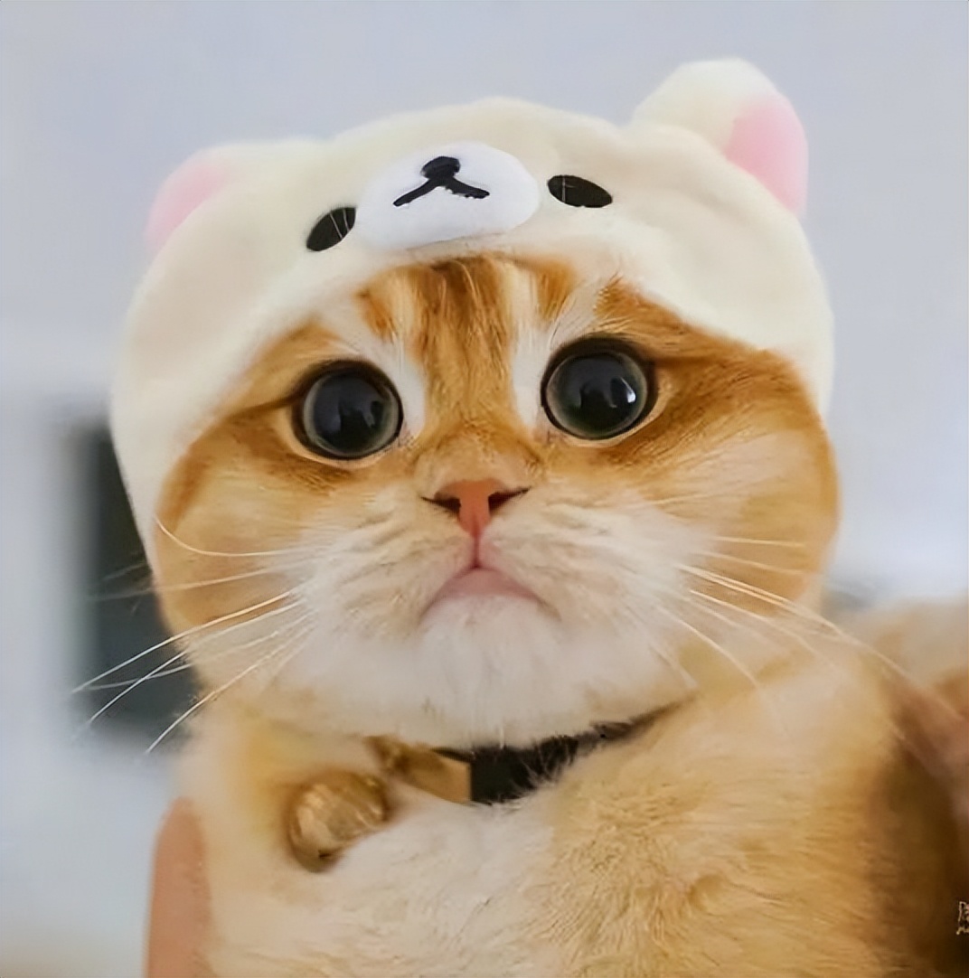 40岁的张歆艺露出双下巴十分夸张，偶像包袱掉了一地