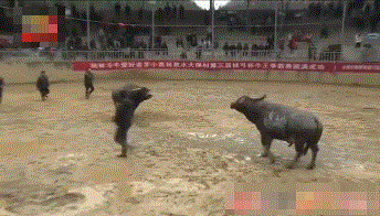 中国网红城市图鉴：狂野刺激的贵州斗牛，比西班牙斗牛勇百倍