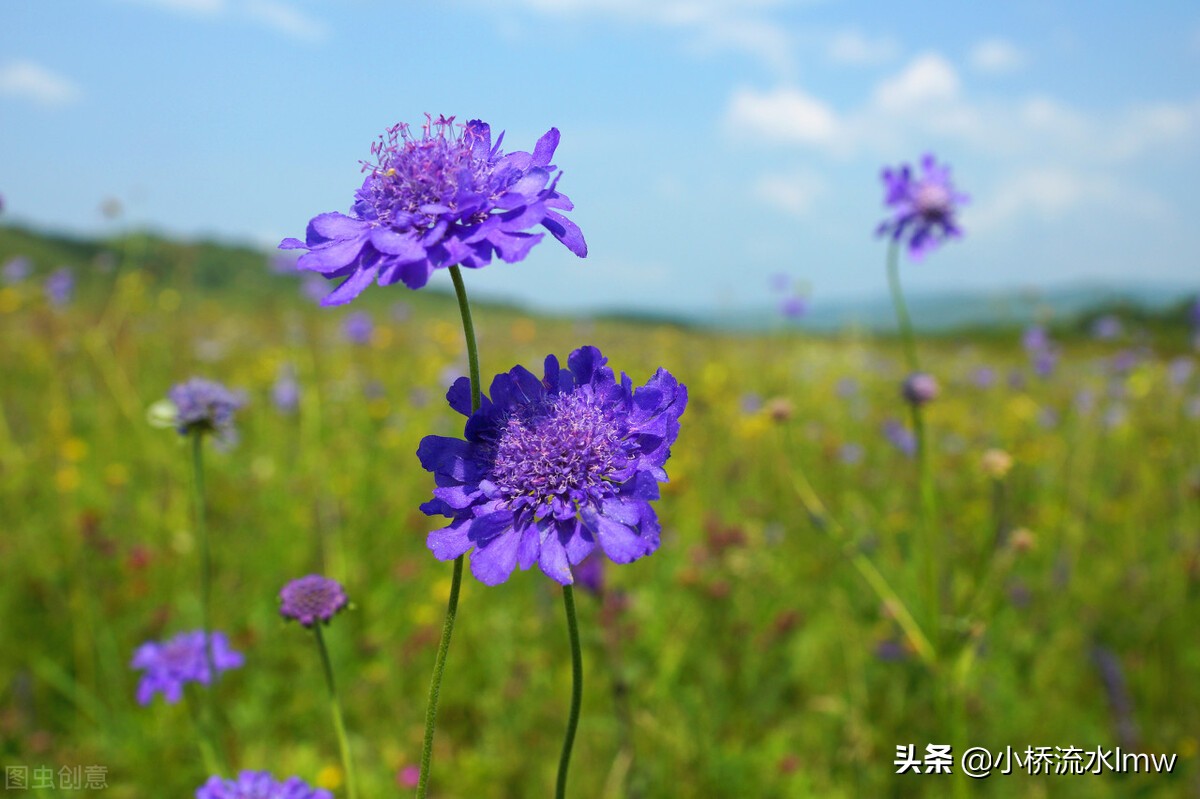 深埋心底的童年记忆 牧羊之乐