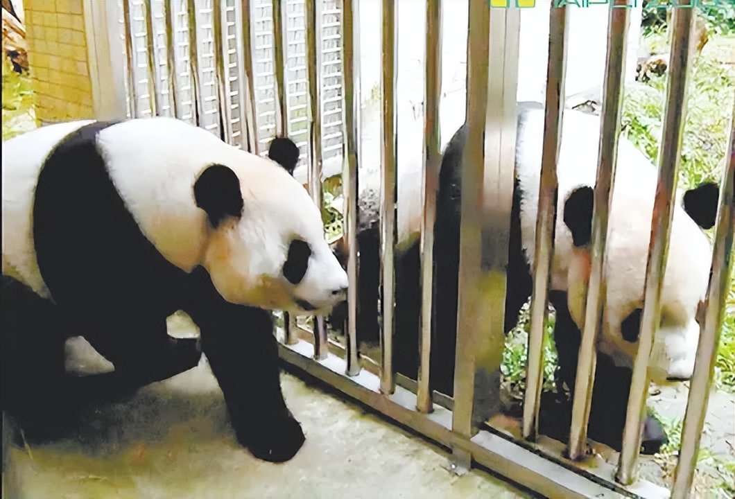 大熊猫交配有多难？一年发情仅5天，交配前还要“比武招亲”