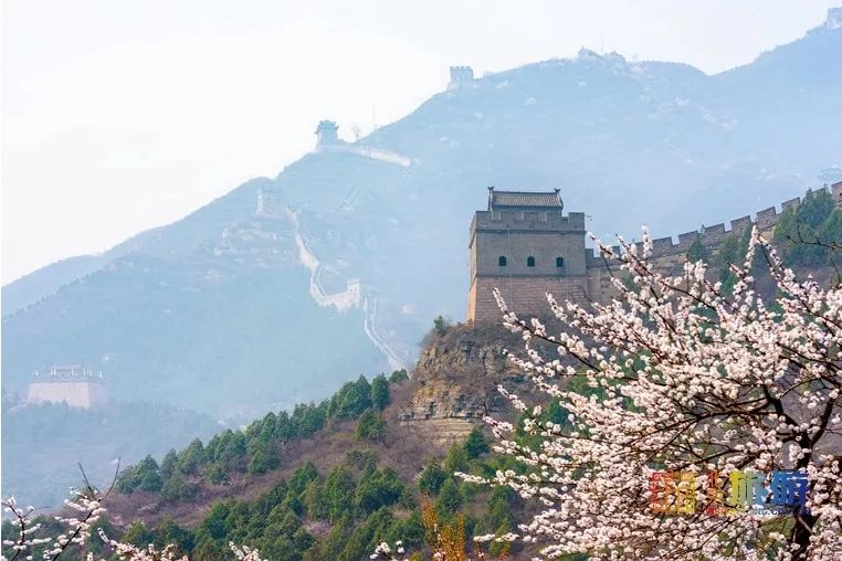 绝美长城赏花攻略，陶醉于漫山花枝疏影之间~