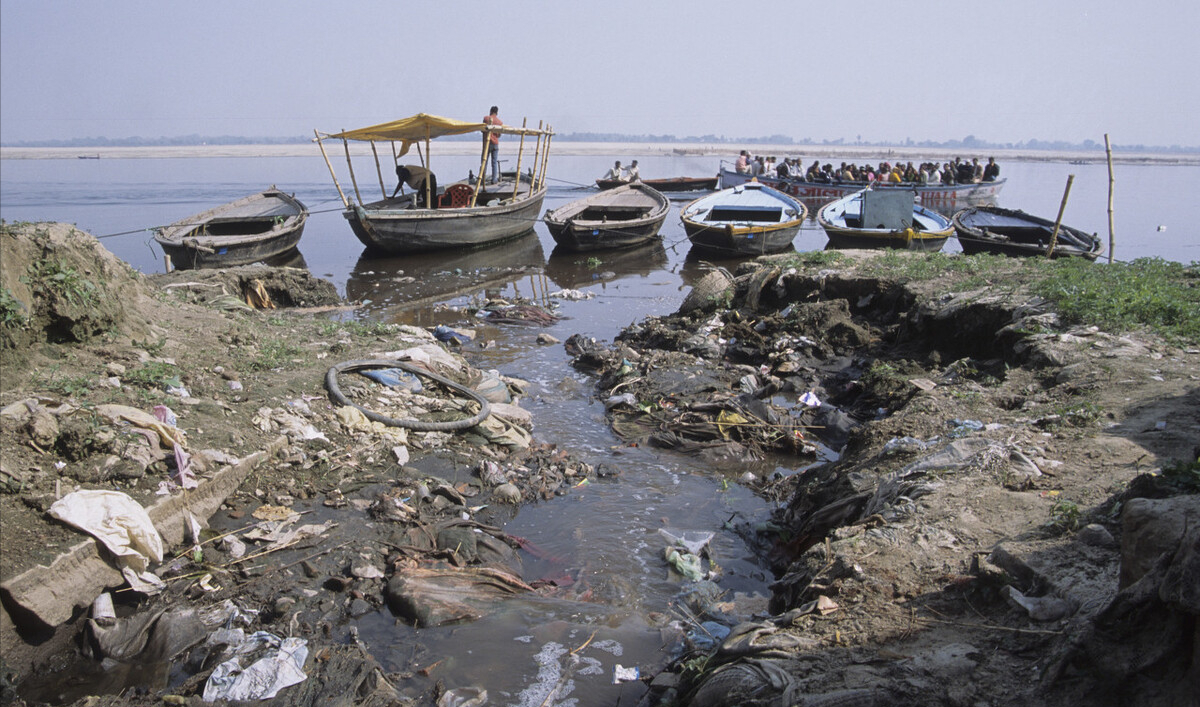 大鲶鱼图片(恒河) - 赤虎壹号