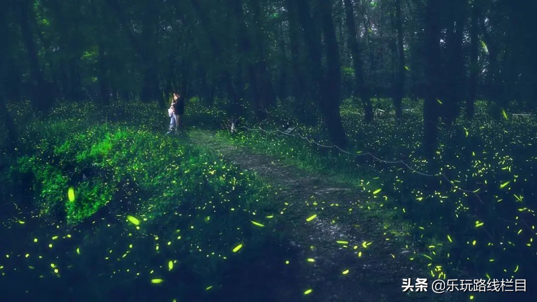 收藏！莲都春游好去处都在这里了