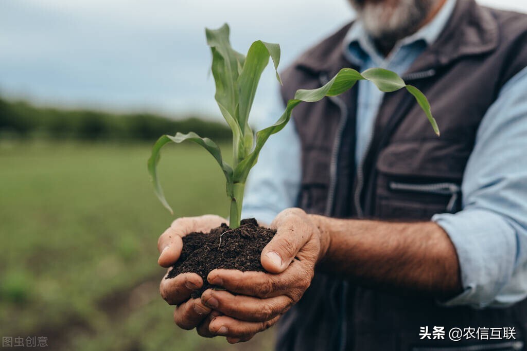 最新小麦玉米价格丨小麦玉米价格齐跌，山东已经跌成国内价格洼地