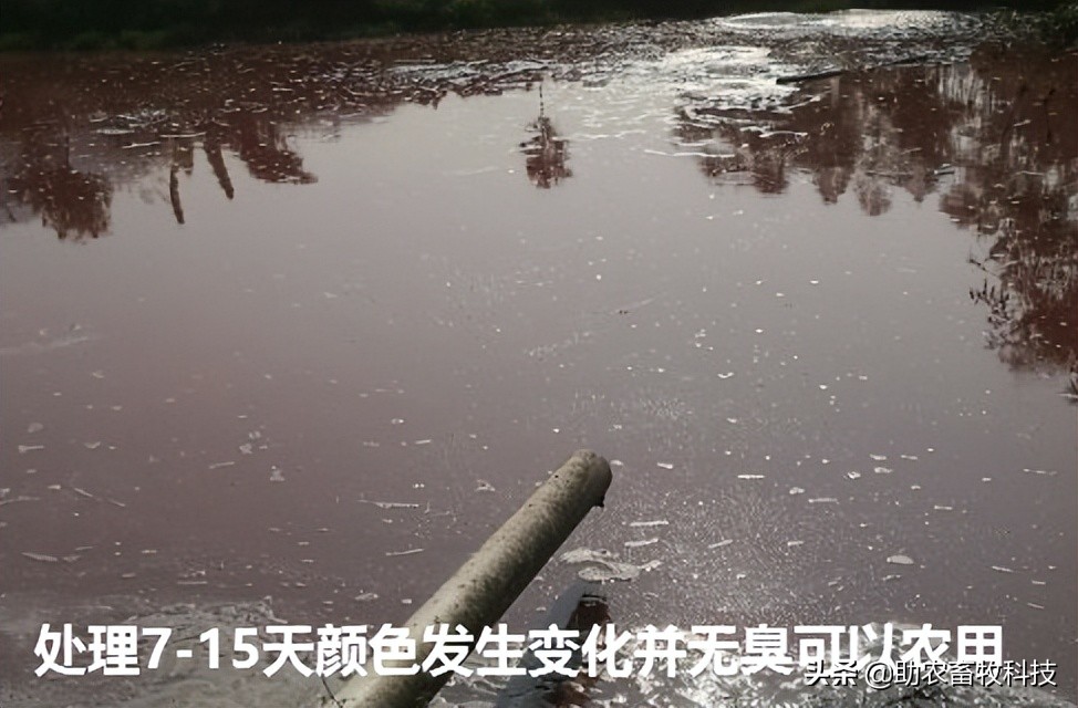 养殖场废水两种低成本快速处理技术，短时间解决环保问题