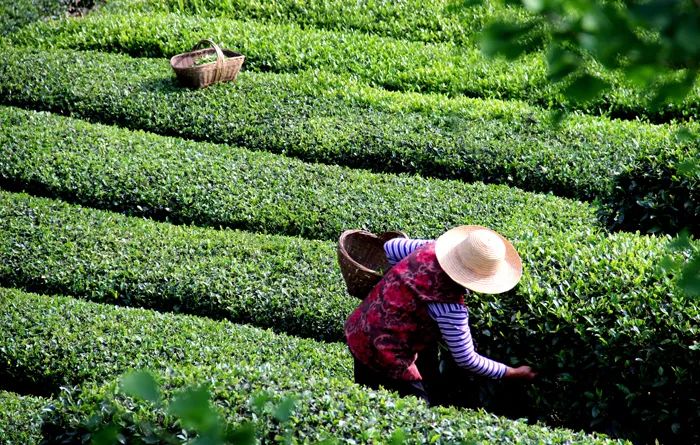 官宣！漢中市茶旅融合精品線路發(fā)布