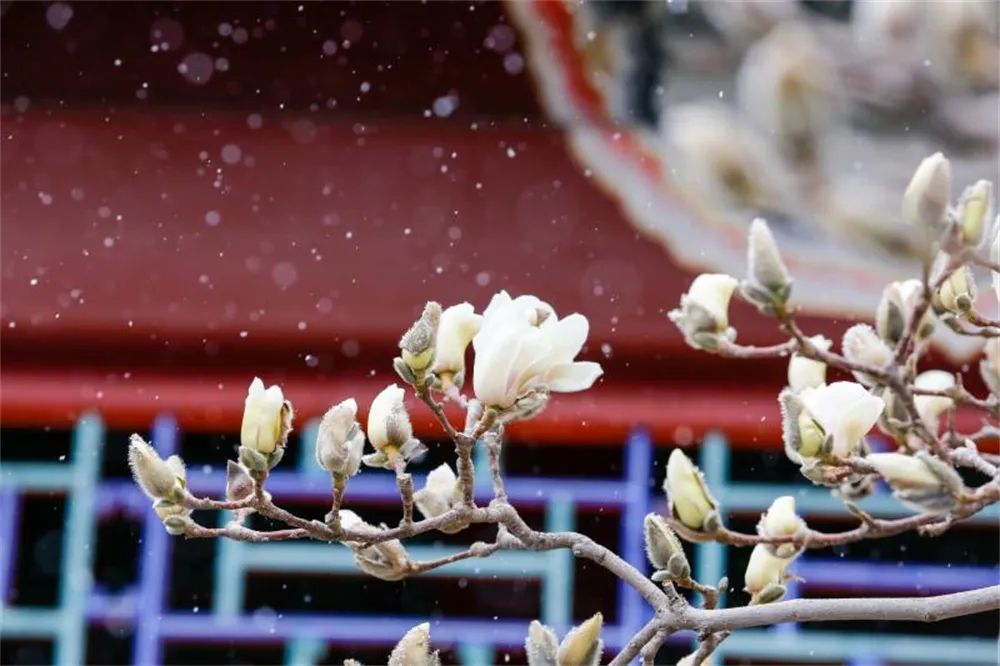 與春景相映形成了獨特的景觀北海公園當北京的春雪遇上北海公園的白塔