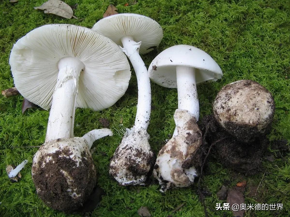 全世界最毒的十种蘑菇，中国最毒的蘑菇致命白毒伞上榜
