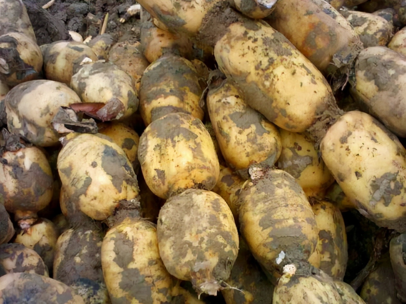 5种含有寄生虫的蔬菜，肉眼看不见，为了家人的健康，不妨看一看
