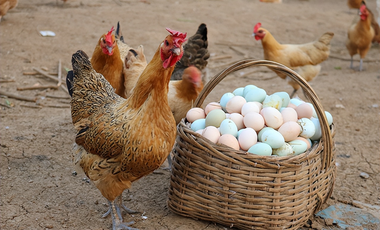 婴儿多大吃鸡蛋(辅食中常见食物鸡蛋) - 乐宝宝贝