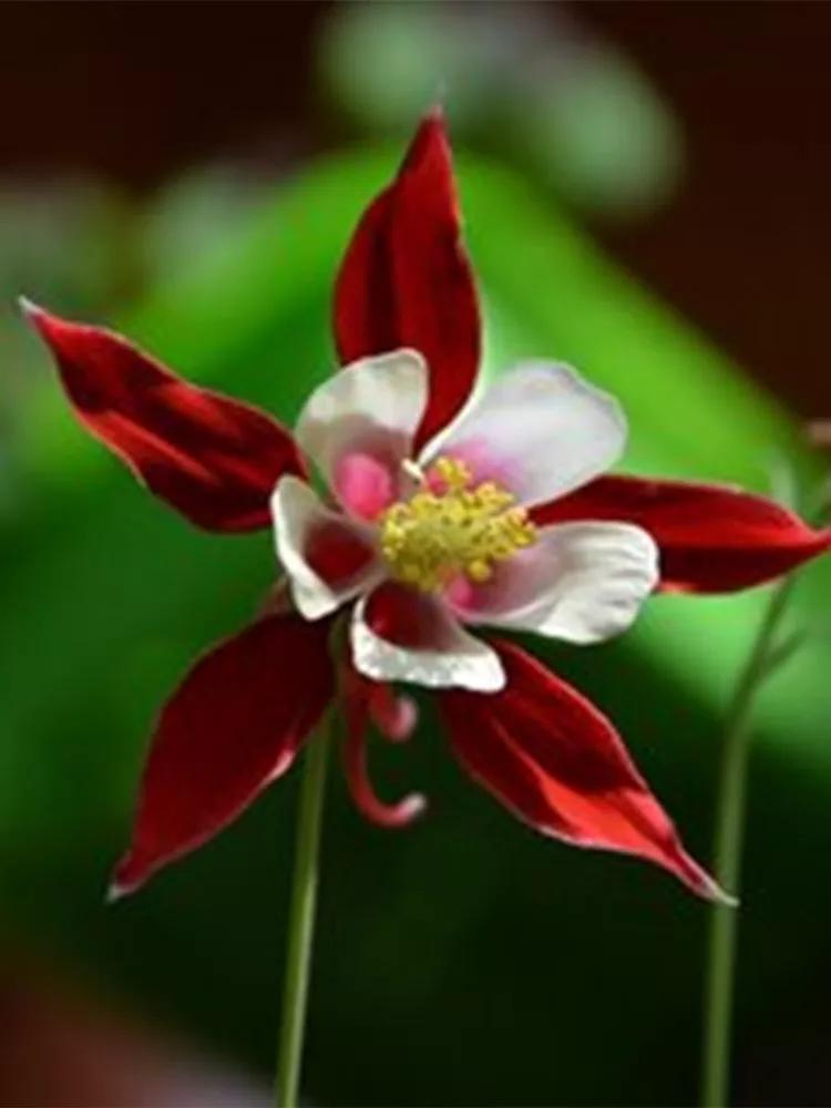 花朵美图｜温柔甜美的初吻、大丽花、耧斗菜花朵合集160张