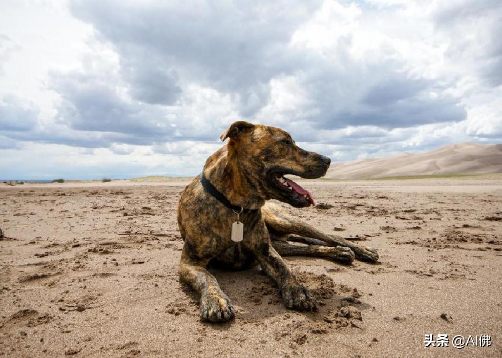 53个美国犬种背后的故事