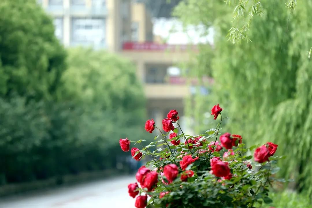 全职院士“坐镇”，成果打破国外垄断！湖北这所名校“霸气走红”