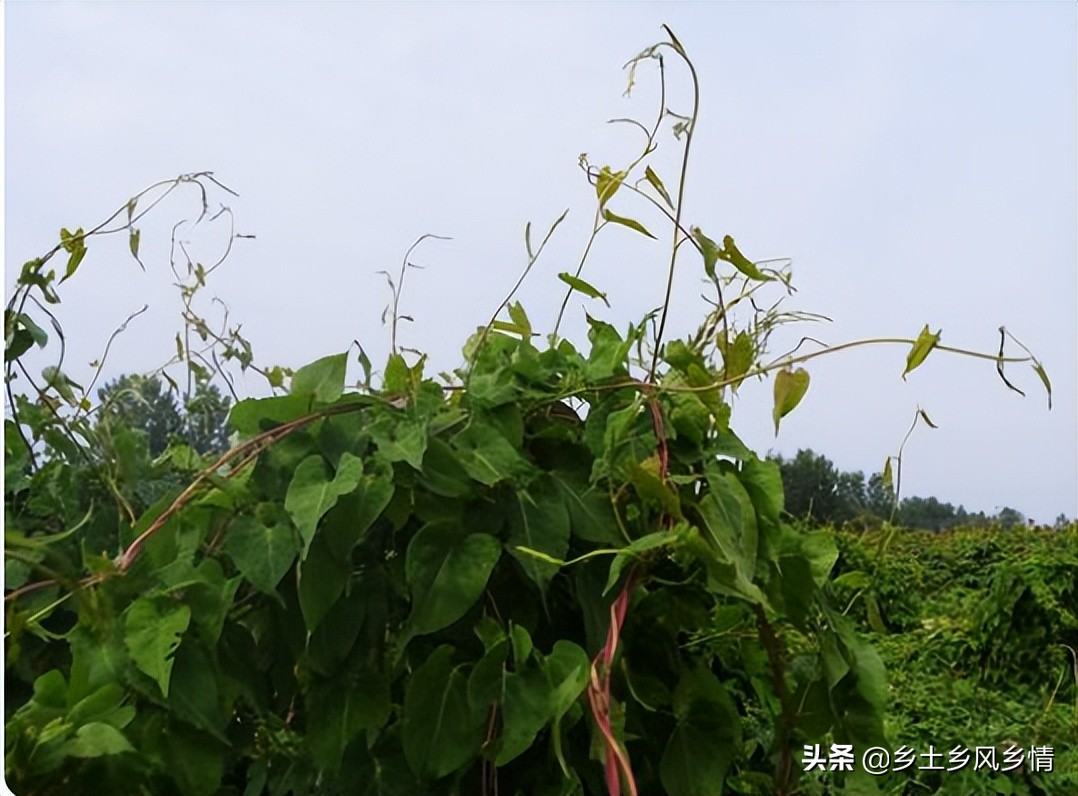农村大叔3年前移植野生千金藤，亩收入2万，看他是如何种植的