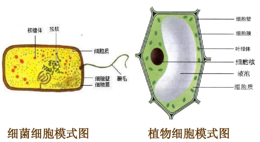远古海洋五大巨兽：史前海域中的顶级掠食者传奇