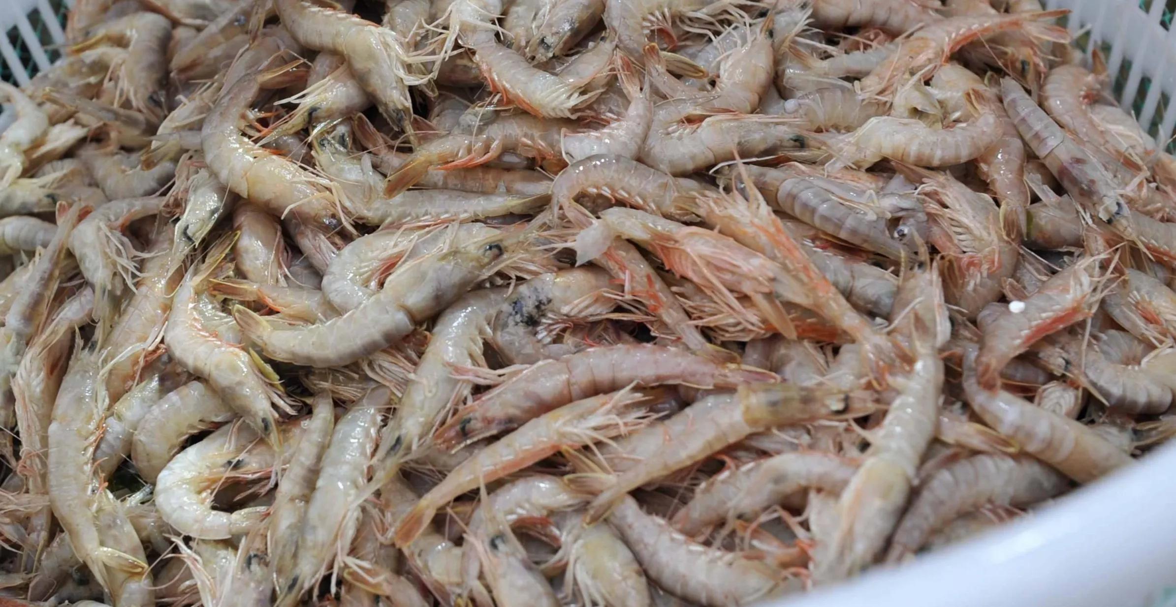 12种海虾"简单易记"的区分方法,你都吃过几种?附吃法,请收藏