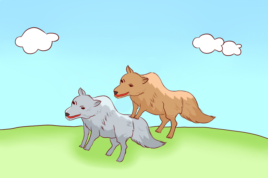 狼和狈的视频故事图片 _飞翔号