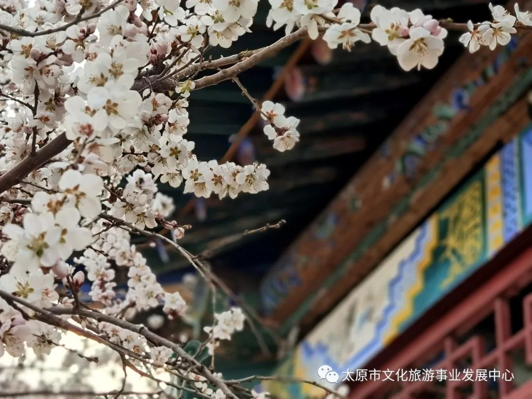 线上展览|“山河春意 锦绣太原——花的世界”主题摄影线上图片展（十四）