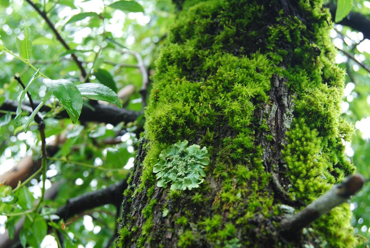 青苔和苔藓的区别图片(农村随处可见的植物青苔) - 赤虎壹号