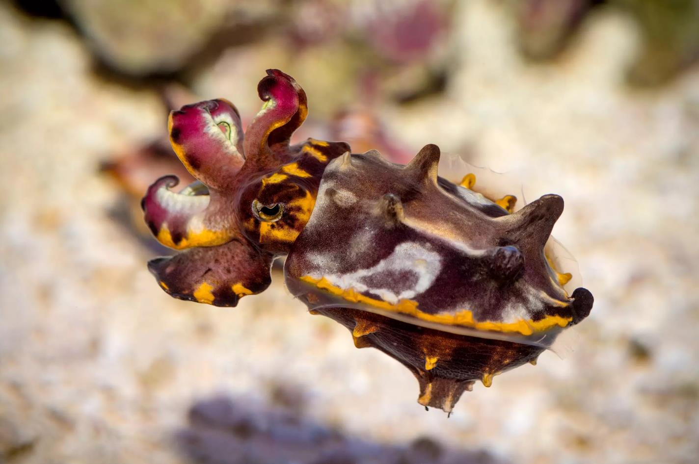 了解头足类动物中的"颜值代表"——火焰乌贼