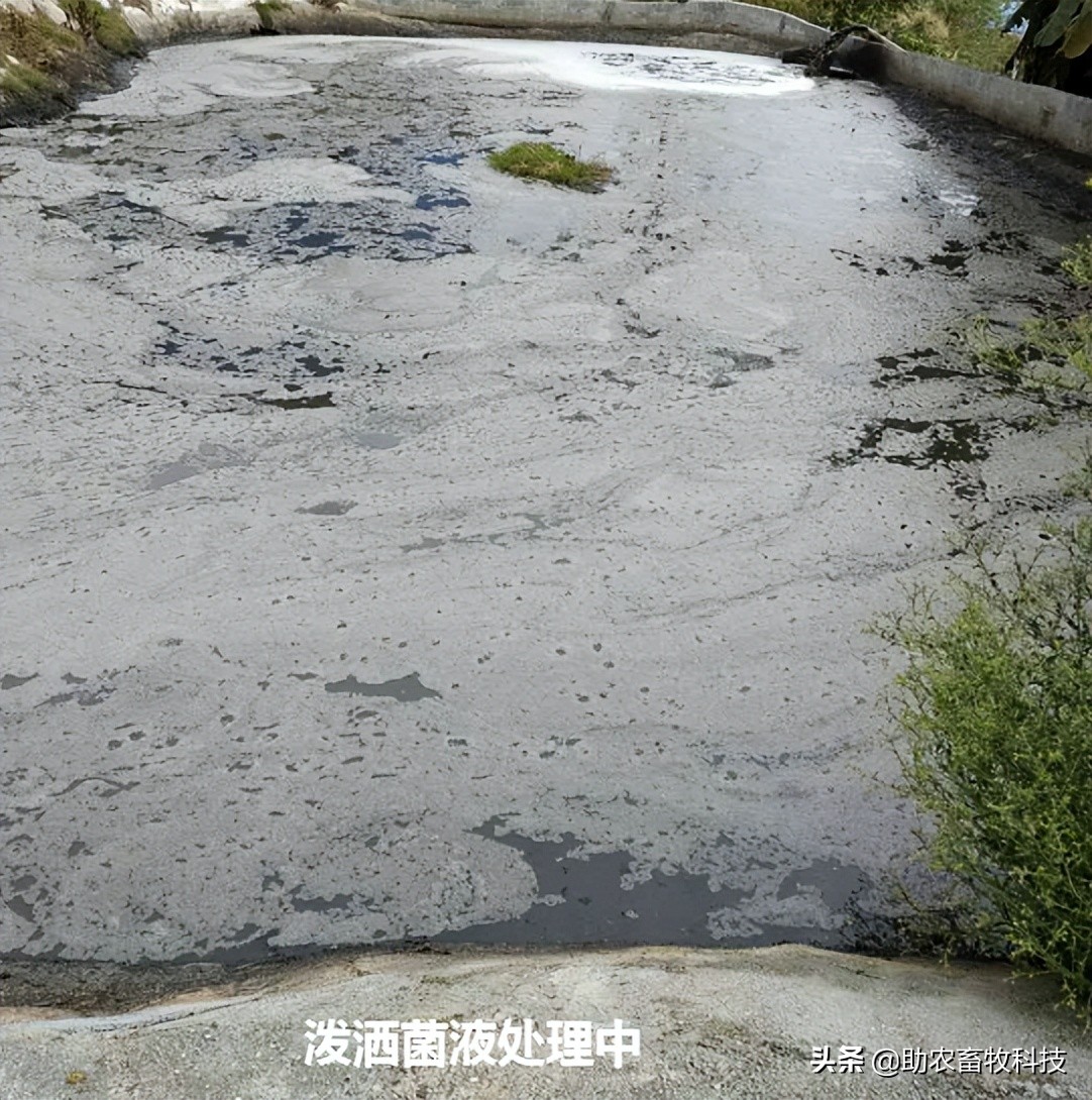 养殖场废水两种低成本快速处理技术，短时间解决环保问题