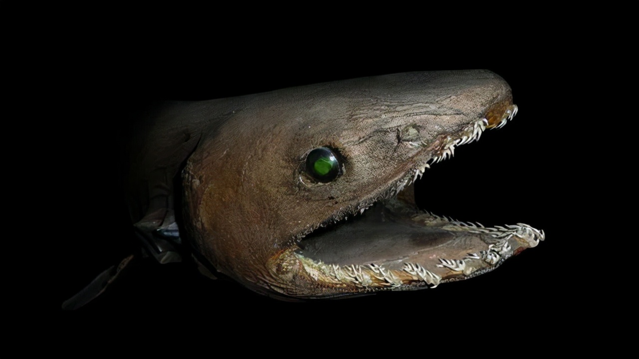 咬着鲨鱼和虎鲸，咬破美军的潜水艇，是来自深海的恐怖动物。